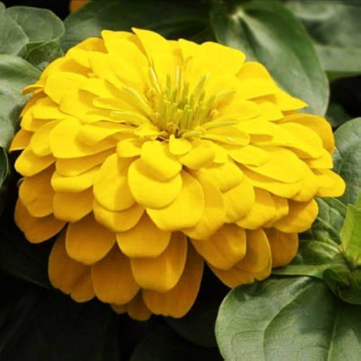 Heirloom Canary Zinnia Flower Seeds for Planting – Vibrant, Easy-to-Grow Garden Flowers