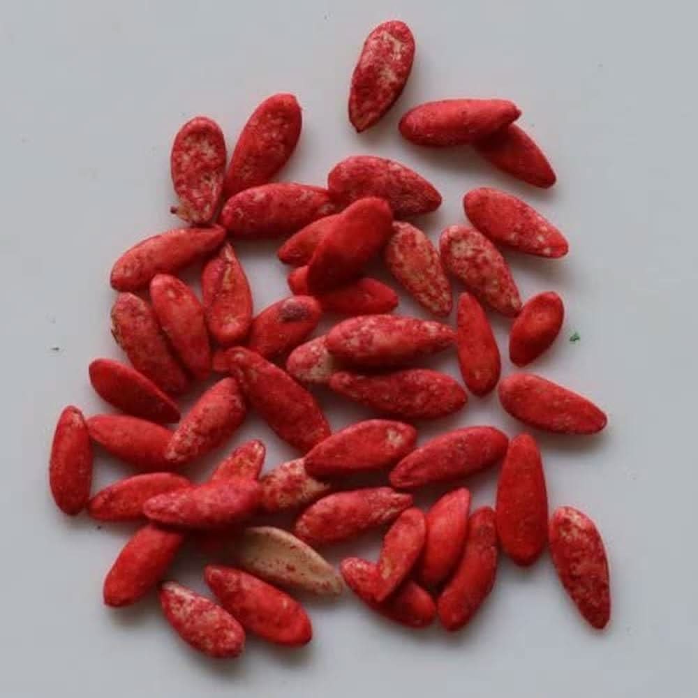 Cucumber Cucumis sativus Vegetable Seeds for Planting Red Variety in Kitchen Garden