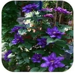 Purple Clematis Seeds for Garden - NON GMO Seeds Dhara Seeds