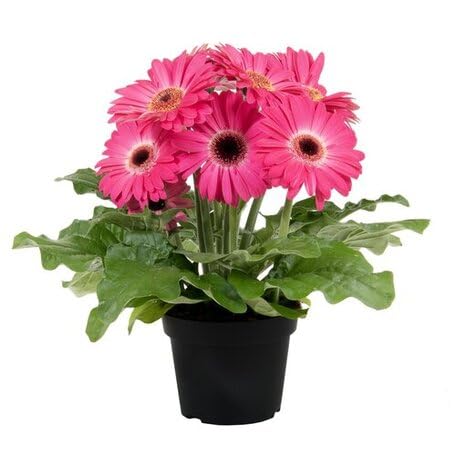 Pink Gerbera Flower - Heirloom, Non - Gmo Seeds