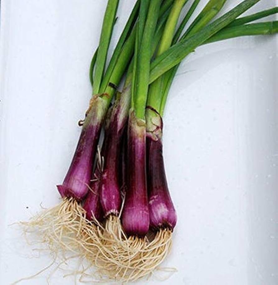 Onion Allium Fistulosum Crimson Forest Bunching Vegetable Seeds for Planting – Perfect for Kitchen Garden and Fresh Harvests