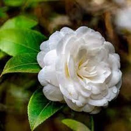 Hemelia Flower White