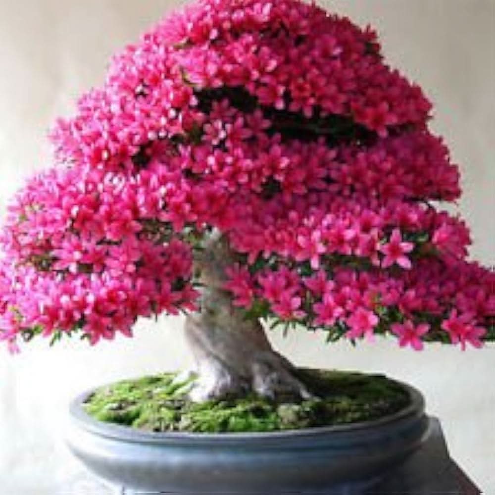 Azalea Rhododendron Simsii Mixed Colors  Flowering Seeds For Planting