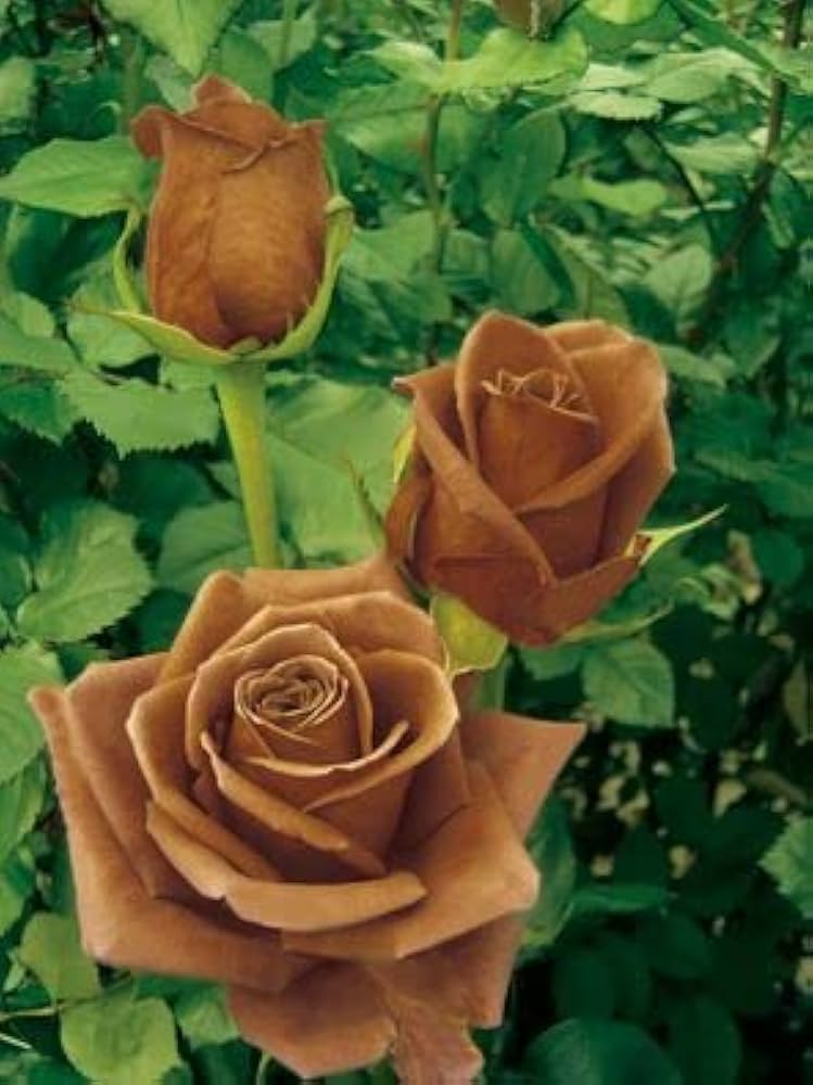 Rose Rosa Hybrida Tyrant Gold Flower Seeds for Planting – Unique Yellow Rose for Garden Borders and Floral Arrangements