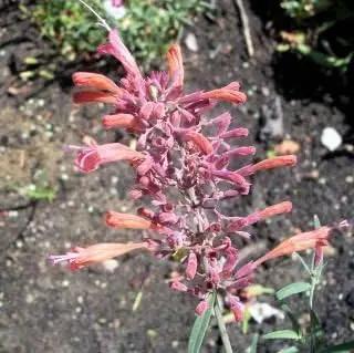 Orange Agastache Flower Planting Seeds for Garden NON GMO Seeds Dhara Seeds