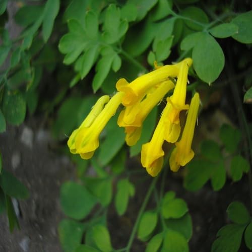 Yellow Corydalis Lutea Flower - Heirloom, Non - Gmo Seeds