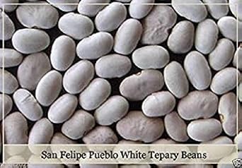 San Felipe Pueblo White Tepary Heirloom Non Gmo Image