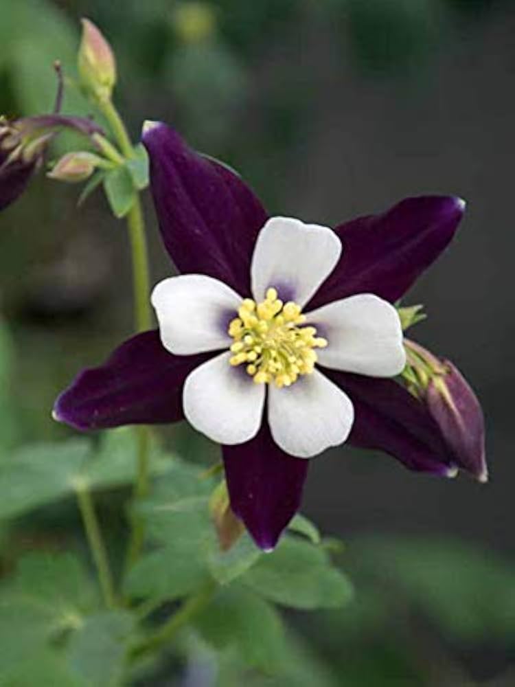 Aquilegia Flower Seeds (Purple & White) – Fresh Seeds for Planting Columbine Blooms