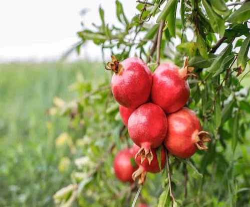 Red Pomegranate Fruit - Heirloom, Non - Gmo Seeds