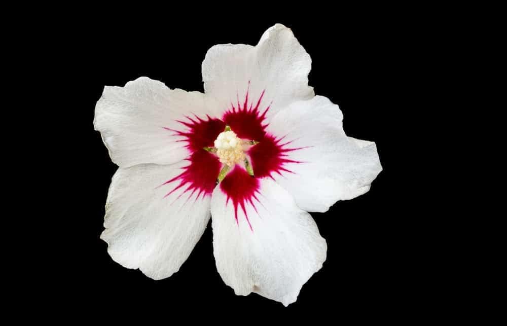 White (White scientific name) for planting in garden