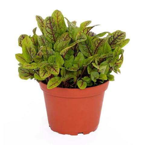 Green Sorrel - Heirloom, Non - Gmo Seeds
