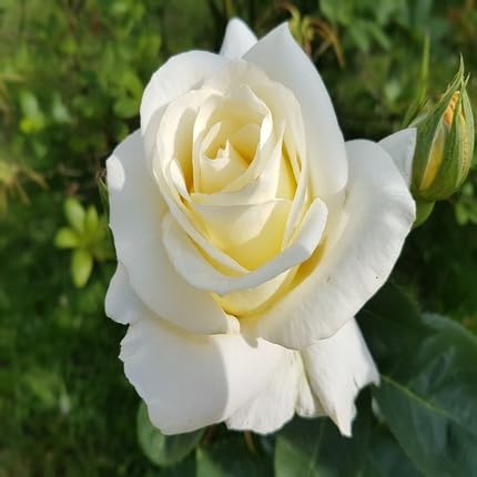 Rose Flower