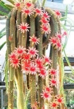 Monkey Tail Cactus Seeds for Planting - NON GMO Seeds Dhara Seeds