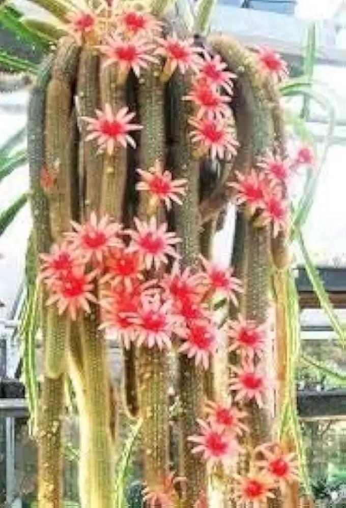 Monkey Tail Cactus Seeds for Planting - NON GMO Seeds Dhara Seeds