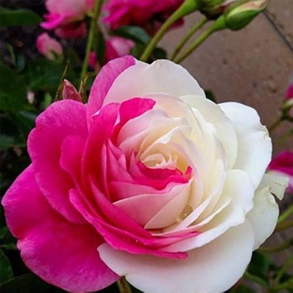 Organic Pink White Univalve Flower Seeds for Planting – Heirloom, Non-GMO