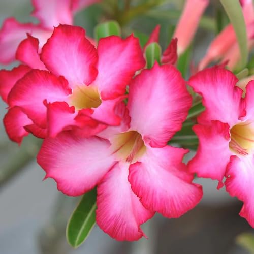 Pink Adenium Flower - Heirloom, Non - Gmo Seeds
