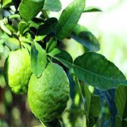 Kaffir Lime Fruit Green - Heirloom, Non - Gmo Seeds