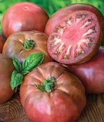 Dark Maroon Tomato Solanum lycopersicum for planting in urban garden