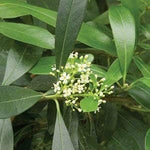 White Ilex Paraguayensis Heirloom Non Gmo Image