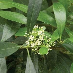 White Ilex Paraguayensis Heirloom Non Gmo Image