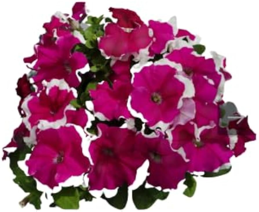 Red Picotee Petunia Dreams Seeds for Planting Balcony Planters Flower Beds