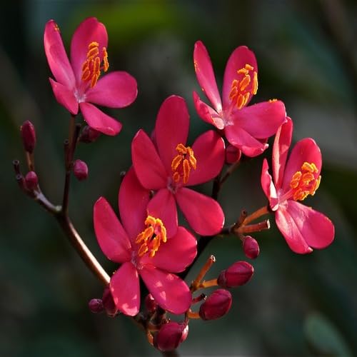 Jatropha Flower Pink