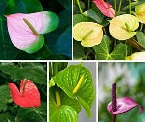 Mixed Anthurium Heirloom Non Gmo Image
