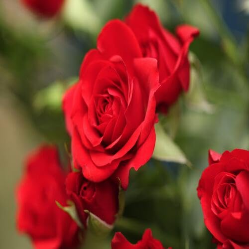 Red Rose Flower - Heirloom, Non - Gmo Seeds