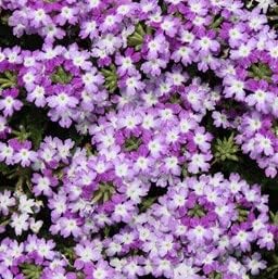 Organic Heirloom White Purple Verbena Flower Seeds – Non-GMO Hardy Seeds for Planting