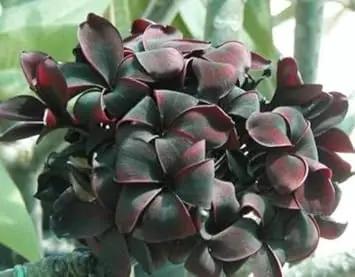 Frangipani Flower Seeds Black for Planting - NON GMO Seeds Dhara Seeds