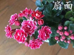 Pink Gloxinia Flower Heirloom Non Gmo Image