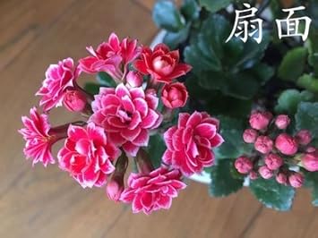 Pink Gloxinia Flower Heirloom Non Gmo Image
