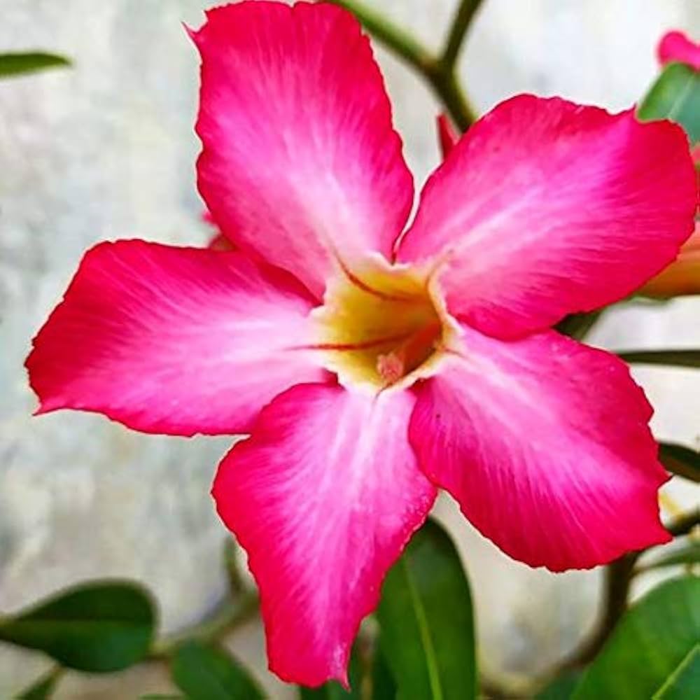Rose Rosa Hybrida Flower Seeds for Planting – Classic Variety for Garden Beds, Bouquets, and Decorative Borders
