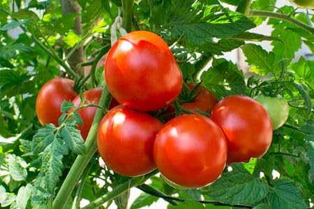 Red Tomato