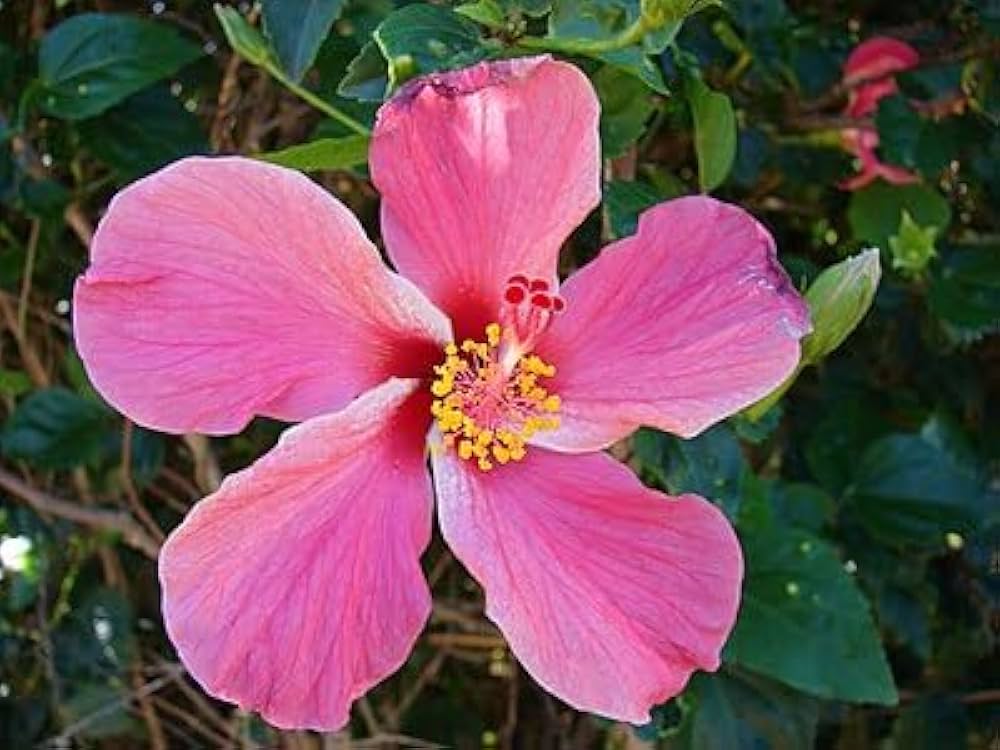 Star Hibiscus Rose Hibiscus rosa-sinensis Seeds for Planting in Tropical Garden