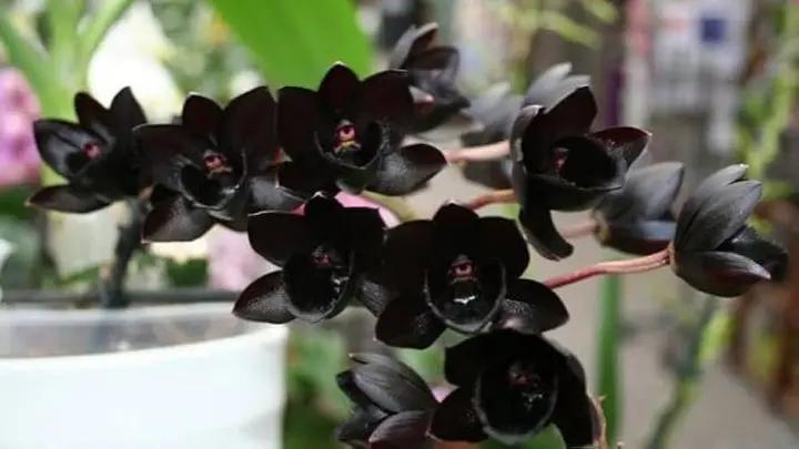 Black Dendrobium Flower Seeds for Planting - NON GMO Seeds Dhara Seeds