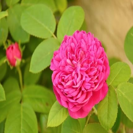 Damask Rose Flower - Heirloom, Non - Gmo Seeds