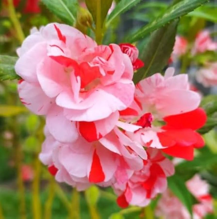 White Light Red Camellia Seeds for Planting – Organic, Heirloom, Non-GMO Flowers