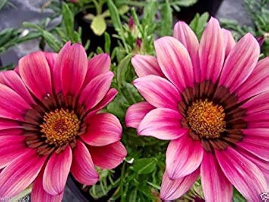 Gazania Kiss Rose Seeds – Seeds for Containers & Garden Baskets