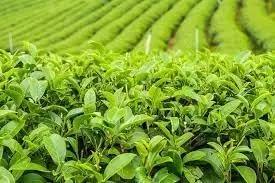 Camellia Sinensis Plant Seeds for Planting – Organic, Heirloom, Non-GMO Tea Plant Seeds for planting in home garden