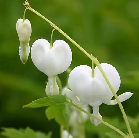 White Lamprocapnos Flower - Heirloom, Non - Gmo Seeds