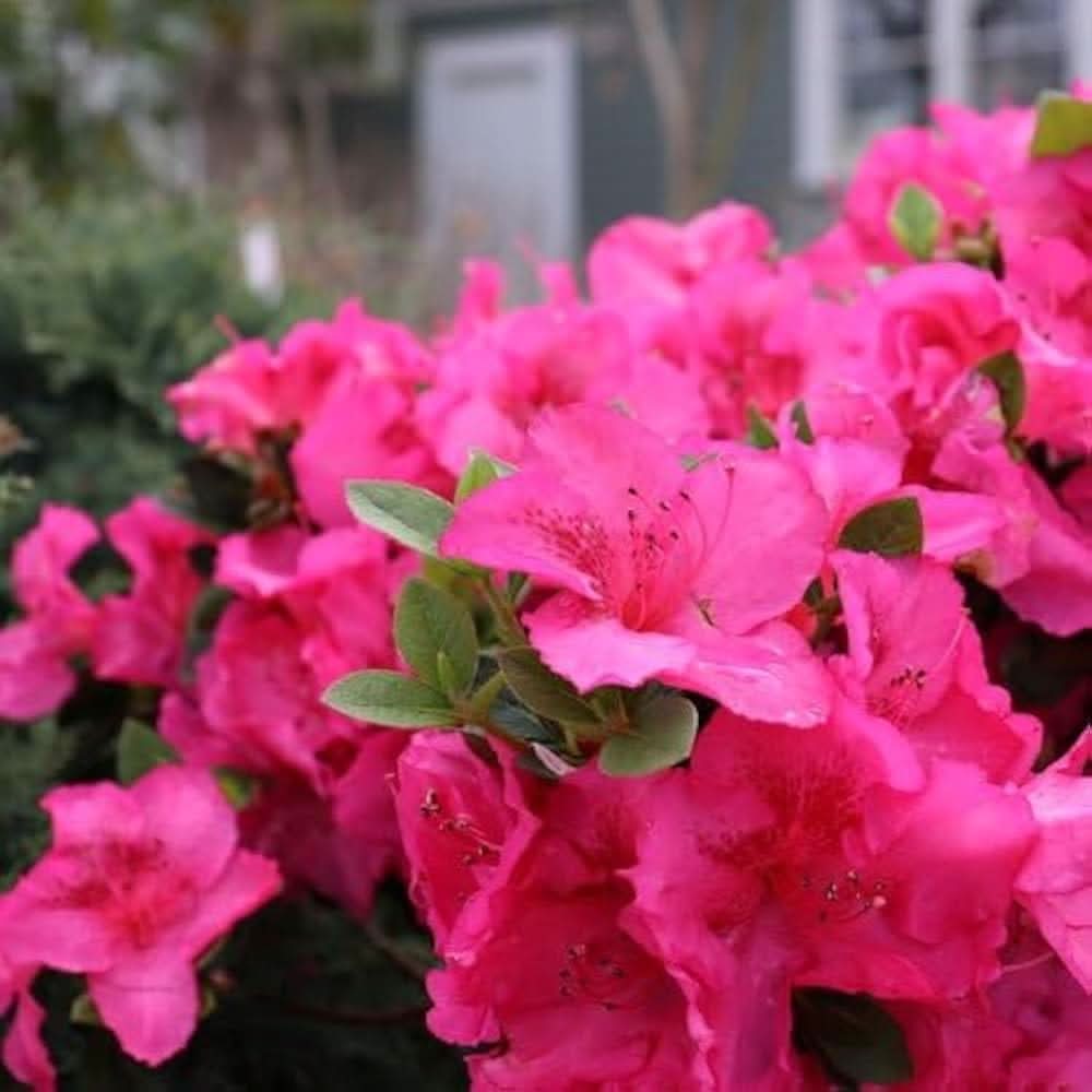 Heirloom Non-GMO Azalea Rhododendron Flower Seeds for Planting – Colorful Ornamental Blooms - Non-GMO for planting in home garden