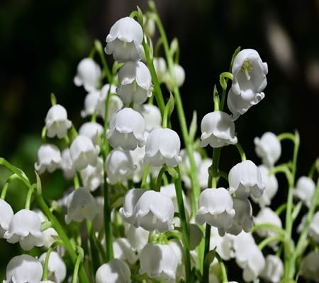 Lily The Valley Flower - Heirloom, Non - Gmo Seeds