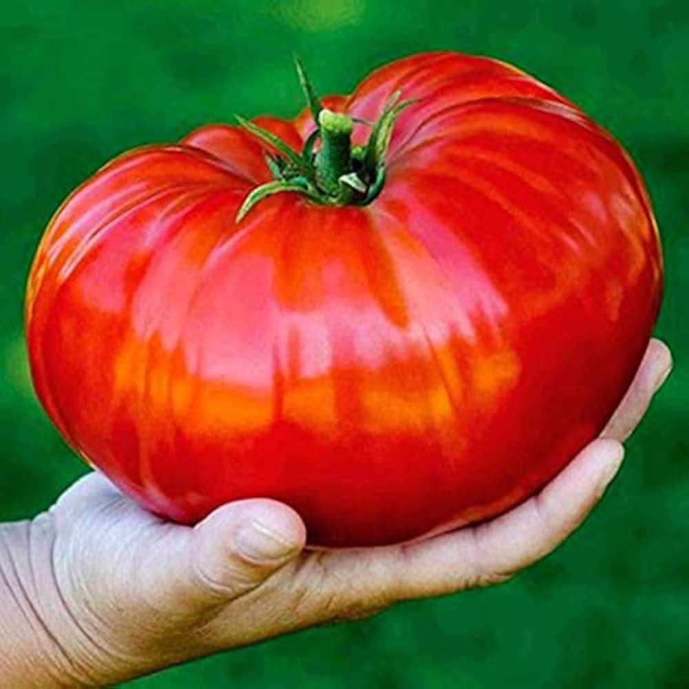 Red Giant Tomato Solanum lycopersicum vegetable seeds for backyard gardening