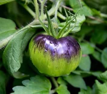Violet‑Green Tomato Solanum lycopersicum seeds for urban garden planting