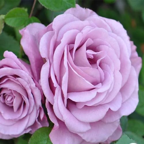Giant Rose Flower Lavender - Heirloom, Non - Gmo Seeds