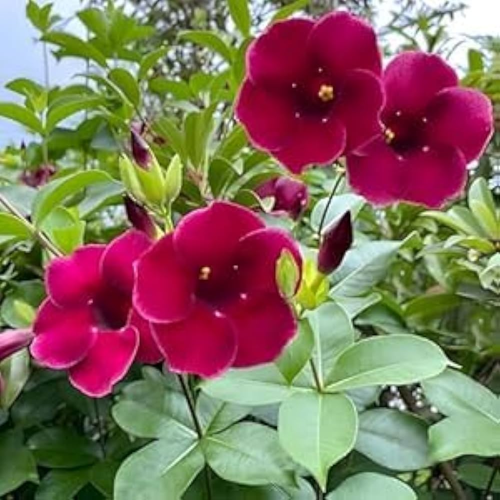 Allamanda Violacea Seeds for Planting Allamanda violacea for flower beds and tropical gardens