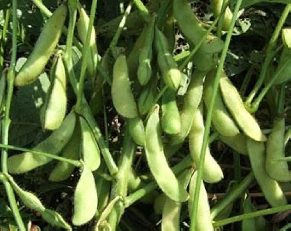 Giant soybean Glycine max seeds for planting in backyard garden