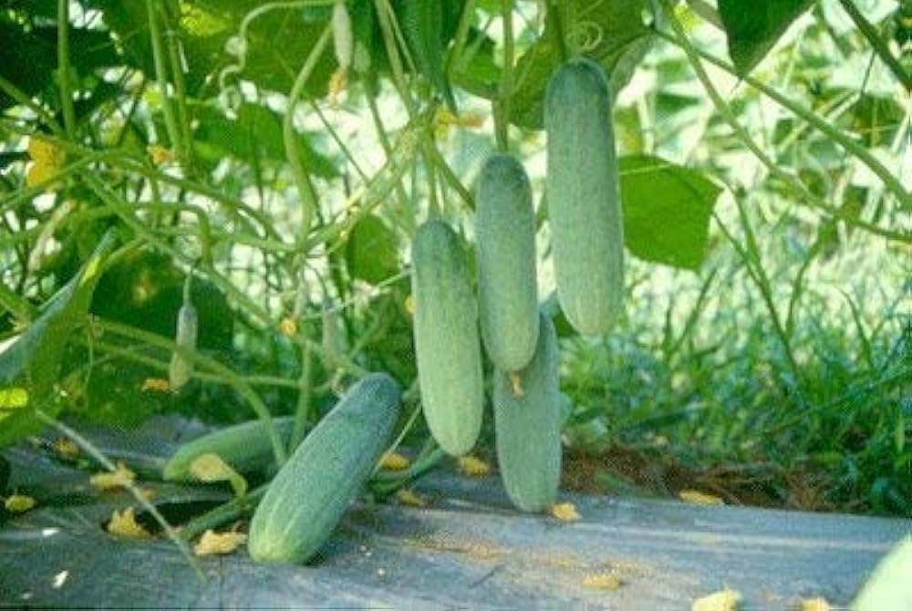 Sassy F Hybrid Cucumber Seeds for Planting Cucumis sativus Home Garden