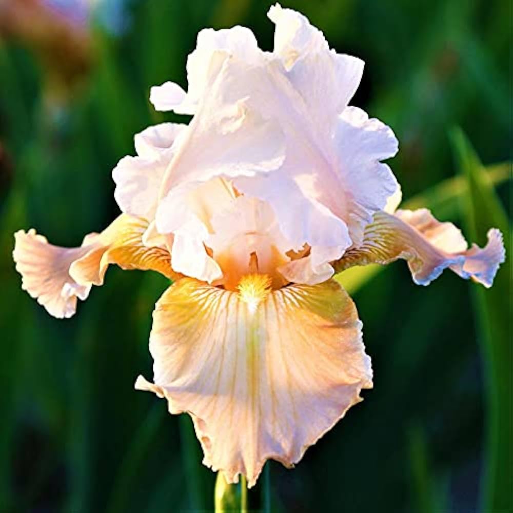 Re-Blooming Bearded Iris - Champagne Elegance